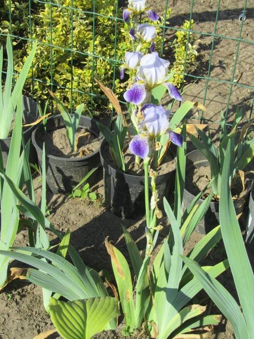 blauw/paarse en gele iris voor in de tuin of in de vijver, Jardin & Terrasse, Plantes | Jardin, Plante fixe, Autres espèces, Mi-ombre