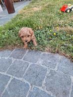 Dwergpoedel, poedel pups, Poedel, België, CDV (hondenziekte), 8 tot 15 weken
