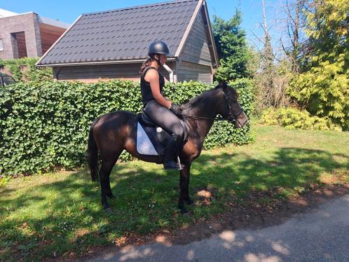 Top brave pony, Dieren en Toebehoren, Pony's, Zadelmak