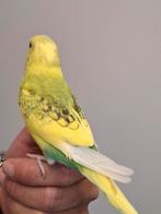 Handtamme grasparkiet, Dieren en Toebehoren