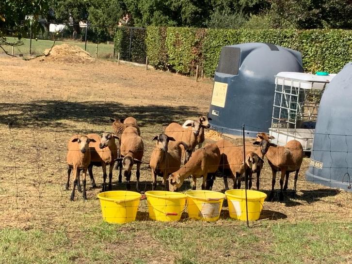 Barbados black belly lammetjes, Dieren en Toebehoren, Schapen, Geiten en Varkens, Schaap, Meerdere dieren, 0 tot 2 jaar