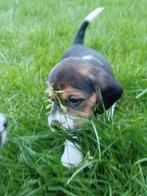 Ondeugende Beagle pups ! (enkel nog reutjes), Dieren en Toebehoren, Honden | Beagles, Bassets en Lopende honden, Meerdere, 8 tot 15 weken