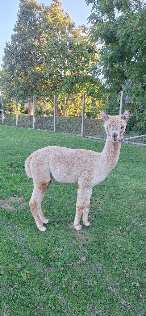 Wandel-alpaca hengst Remi, Dieren en Toebehoren, Overige Dieren, Mannelijk, Juni