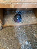 King duiven 20€, Dieren en Toebehoren, Vogels | Duiven