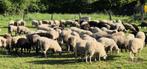 Moutons mâles pour la fête, Animaux & Accessoires, Mâle, Mouton