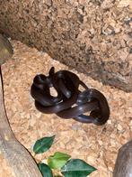 1.1 Afrikaanse huisslang, Dieren en Toebehoren, Reptielen en Amfibieën, Slang, Met terrarium, 3 tot 6 jaar