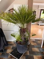 Palmboom, Tuin en Terras, Ophalen, Palmboom