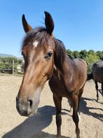 Prachtige Dourkhan Hero jaarling ruin!, Dieren en Toebehoren, Paarden, Springpaard, Z, Ruin, 0 tot 2 jaar