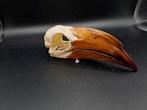 Skull, Kroontok, Collections, Collections Animaux, Comme neuf, Crâne, Enlèvement ou Envoi, Oiseaux