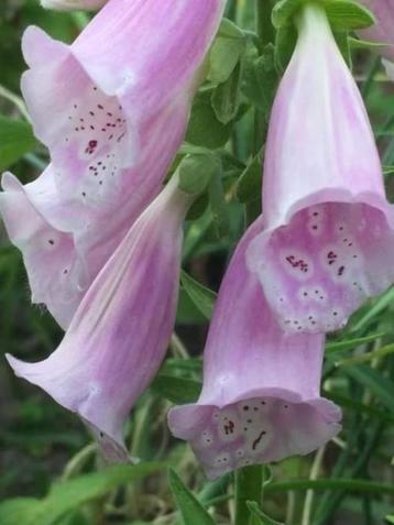 Digitalis / vingerhoedskruid 6 voor 5 euro , hommelplant beschikbaar voor biedingen