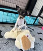 Leuk Jack Russel pupje ( laatste teefje), Dieren en Toebehoren, België, Jack Russell Terriër, CDV (hondenziekte), 8 tot 15 weken