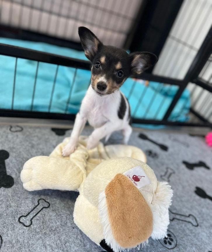 Leuk Jack Russel pupje ( laatste teefje), Dieren en Toebehoren, Honden | Jack Russells en Terriërs, Meerdere dieren, Jack Russell Terriër