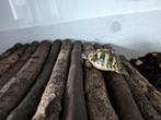 landschildpad, Dieren en Toebehoren, Reptielen en Amfibieën, 0 tot 2 jaar, Schildpad