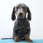 Teckel Korthaar - Blue Tan - pups te koop, CDV (hondenziekte), Meerdere, Meerdere dieren, Buitenland