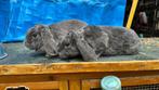 Rex widder voedster en ram, Dieren en Toebehoren, Konijnen, Meerdere dieren, Dwerg, Hangoor, 0 tot 2 jaar