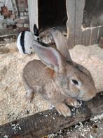 Konijnen, Dieren en Toebehoren, Konijnen