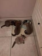 2 Chocolade Brits korthaar poesjes, Poes, Kortharig, 0 tot 2 jaar