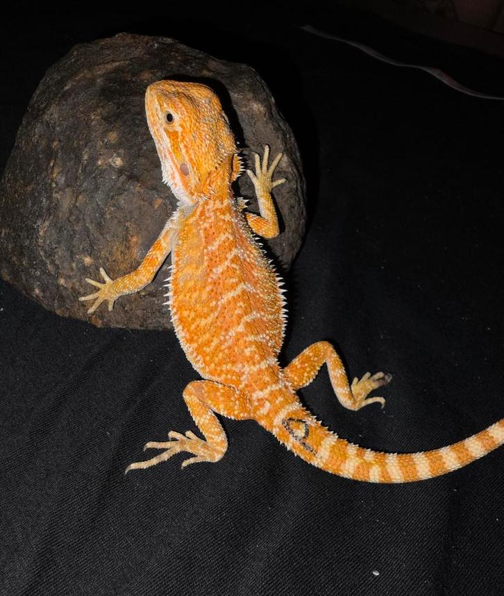 Mooie orange blue bar baardagaam-man, Dieren en Toebehoren, Reptielen en Amfibieën, Hagedis, 0 tot 2 jaar, Tam