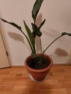 Planten, Huis en Inrichting, Kamerplanten, Ophalen