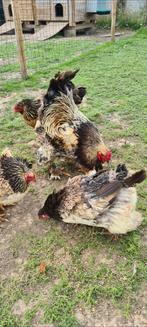 Toom brahma goudkwartel, Dieren en Toebehoren, Pluimvee, Meerdere dieren, Kip