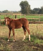 Zeer mooi merrieveulen, Dieren en Toebehoren, Paarden, Hengst