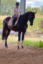 Hele knappe maar vooral betrouwbare ruin, Dieren en Toebehoren, Paarden, B, Ruin, 3 tot 6 jaar, 160 tot 165 cm