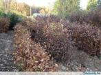 MOLM PLUS  VOOR  HAAGPLANTEN GRONDVEZRBETERAAR, Tuin en Terras, Planten | Struiken en Hagen, Ophalen, Beukenhaag, Haag, 100 tot 250 cm