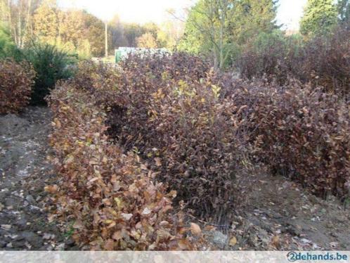 MOLM PLUS  VOOR  HAAGPLANTEN GRONDVEZRBETERAAR, Tuin en Terras, Planten | Struiken en Hagen, Haag, Beukenhaag, 100 tot 250 cm