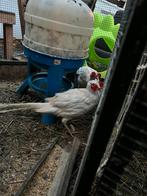 Faisan, Dieren en Toebehoren, Pluimvee