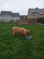 Geitebokken, Dieren en Toebehoren, Mannelijk, Geit