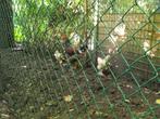 3 jonge brahma's 2 hennen en 1 haan  groothoender, Meerdere dieren, Kip