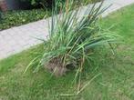 Witte Irissen planten, Ophalen, Vaste plant