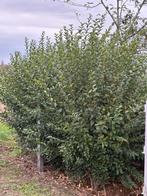 Ligusterhaag, Tuin en Terras, Planten | Struiken en Hagen, Ophalen, Haag