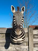 Kop zebra opgezet taxidermie, Enlèvement ou Envoi