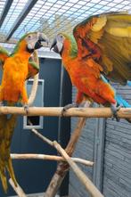 Koppel ara s te koop, Dieren en Toebehoren