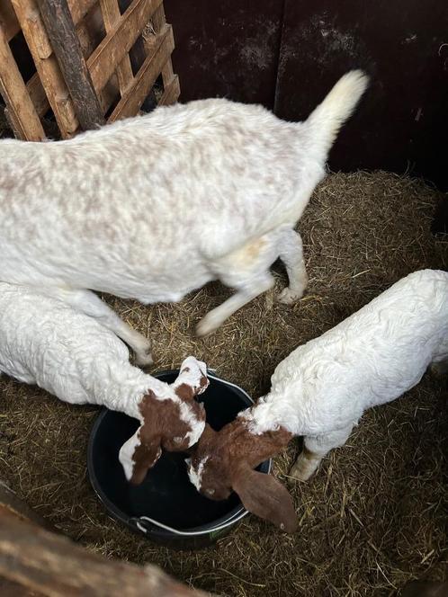 Boergeiten te koop, Dieren en Toebehoren, Schapen, Geiten en Varkens, Geit, Vrouwelijk, 0 tot 2 jaar