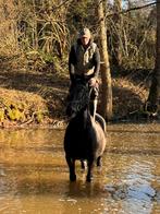 Friese merrie, Dieren en Toebehoren