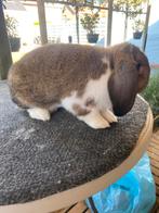 Duitse hangoor konijn, Dieren en Toebehoren, Hangoor