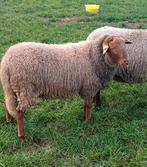 Zeer mooie Ardense voskop dekram ingeschreven in stamboek, Dieren en Toebehoren, Schapen, Geiten en Varkens, Mannelijk, Schaap