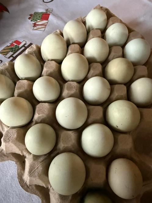 Broedeitjes Dongxiang Lukedanji Kip (blauw/ groenlegger), Dieren en Toebehoren, Pluimvee, Kip