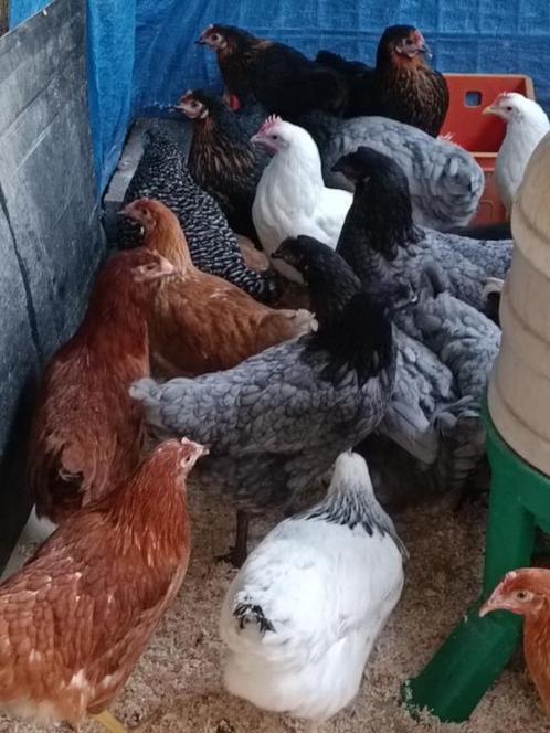 jonge kippen in 7 kleuren en rassen vanaf 10 euro, Dieren en Toebehoren, Pluimvee, Kip, Vrouwelijk