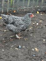 Mechelse Koekoek, Dieren en Toebehoren, Meerdere dieren, Kip