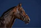 Dy’on hoofdstel met Hunter neusriem. Cob bruin, Dieren en Toebehoren, Ophalen of Verzenden