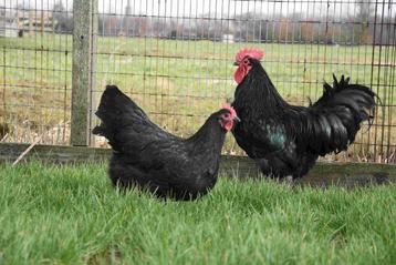 Australorp eieren en kuikens (te reserveren)