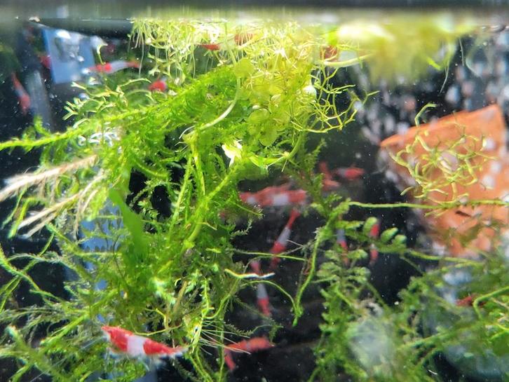 Hobbyaquarium Red Rilly High grade garnalen, Dieren en Toebehoren, Vissen | Aquariumvissen