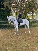 16jarige leermeester, Dieren en Toebehoren, Merrie