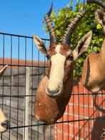 Opgezette blesbok, Antiek en Kunst, Ophalen of Verzenden