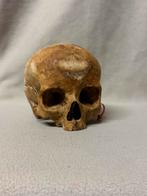 Schedel voor studie, Verzamelen, Overige Verzamelen, Ophalen of Verzenden, Zo goed als nieuw