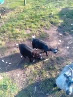 Dwerggeitjes, Dieren en Toebehoren