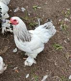 Jonge Brahma kriel haan Wit-Culumbia-blauw, Dieren en Toebehoren, Pluimvee, Mannelijk, Kip